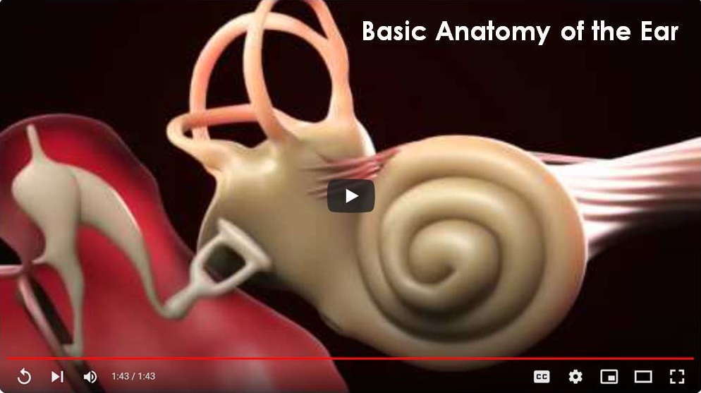 Video. Basic anatomy of the ear