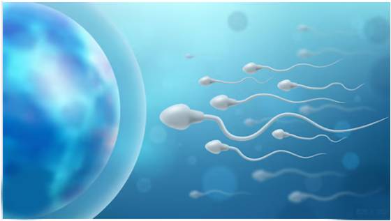 Sperm cells swimmimg towards a female egg