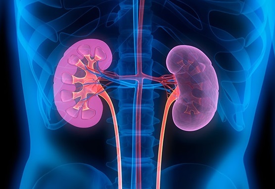 Illustration showing the kidneys lying below the rib cage in the back area of the upper abdomen.