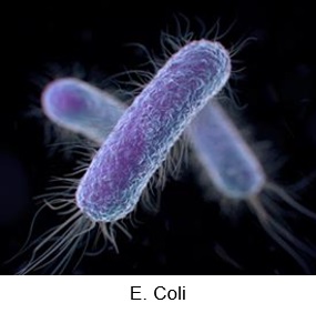 Microscopic image of E.coli