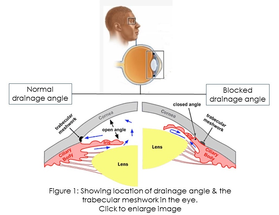 Anatomy of the eye depicting drainage angle