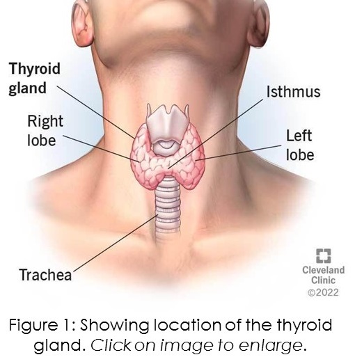 Location of the thyroid gland in the neck