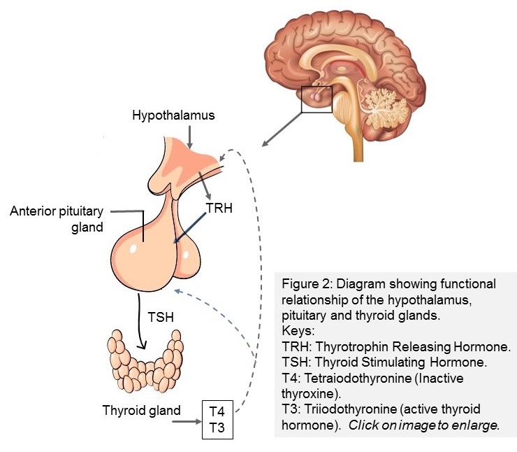 Illustration showing the functional relationships between the brain and the thyroid gland.
