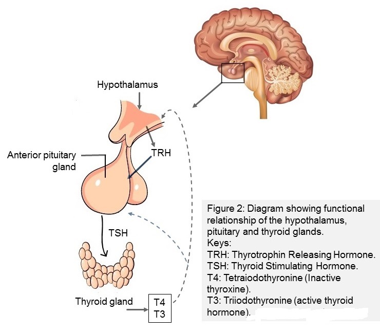 Thyroid-Pituitary-Hypothalamus relationship
