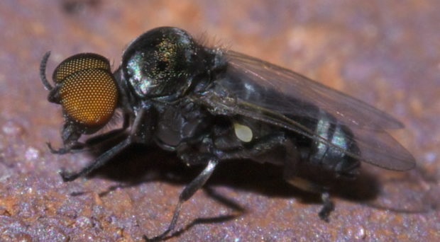 A blackfly on a surface