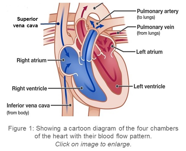 Normal anatomy of the heart with blood flow pattern