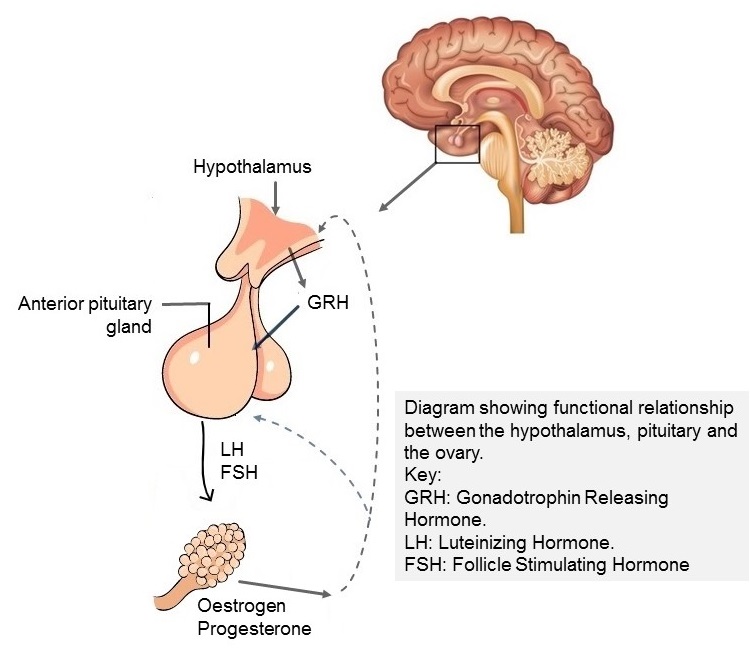 Hypothalamic-pituitary-ovarian axis