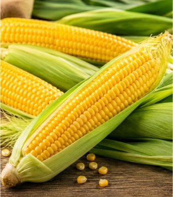 Several fresh yellow maize cobs, some partially covered in green husks, arranged on a rustic wooden surface with loose kernels and maize leaves around them.