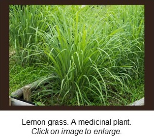 Lemon grass: A medicinal plant used in herbal remedies