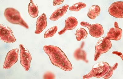 Photomicrograph of Mycoplasma organisms from vaginal swab