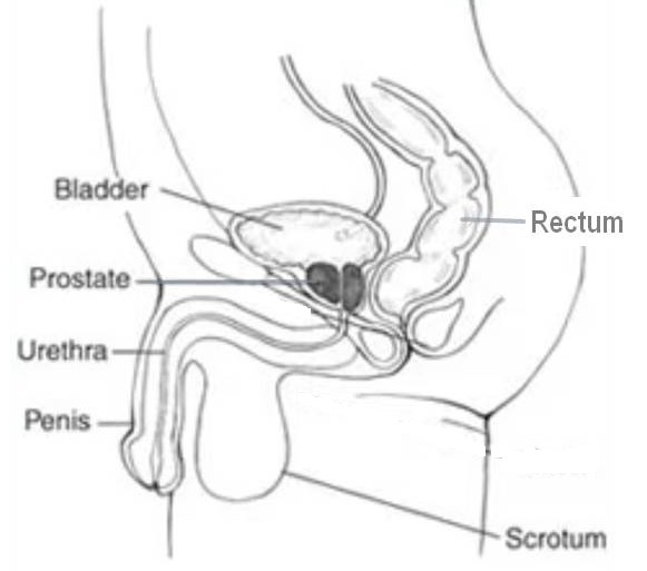 Cartoon illustration of the anatomy of the prostate gland
