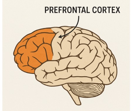 Cartoon illustration of  the prefrontal cortex of the brain.