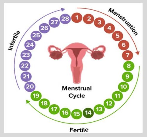 The menstrual cycle