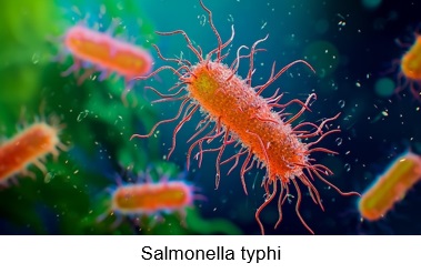 Microscopic illustration of Salmonella typhi