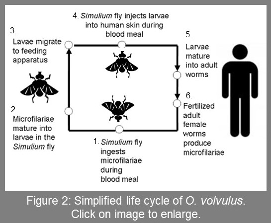 Life cycle of O. volvulus