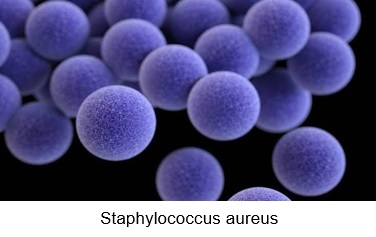 Microscopic image of staphylococcus aureus