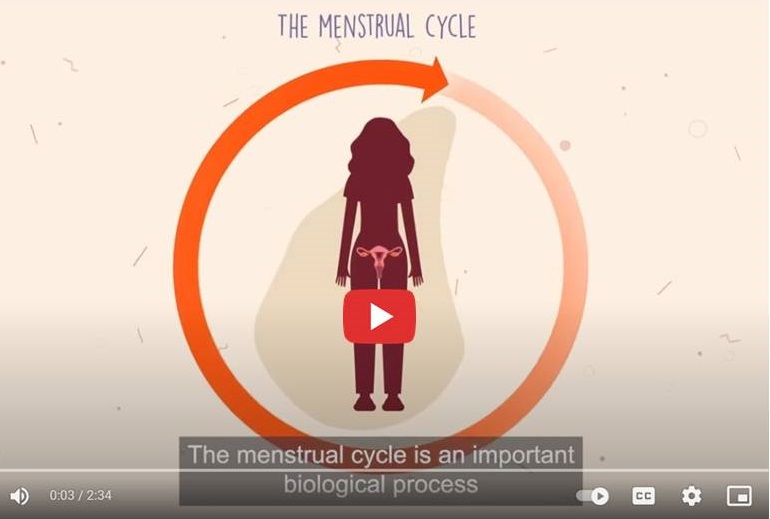 Hw the menstrual cycle works