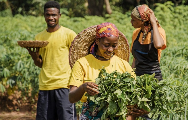 Three young African farmers harvesting green leafy vegetables together