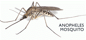 Image of malaria transmitting anopheles mosquito