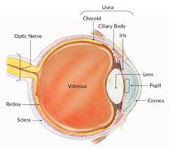 Anatomy of the eye