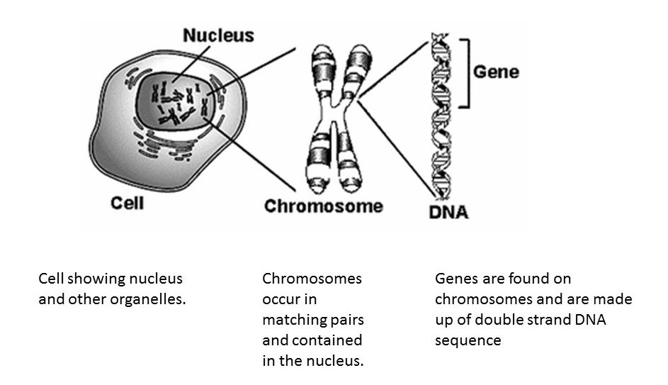 Illustration showing Cell- Nucleus-Chromosome-Gene-DNA relationships