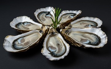 Collection of oysters